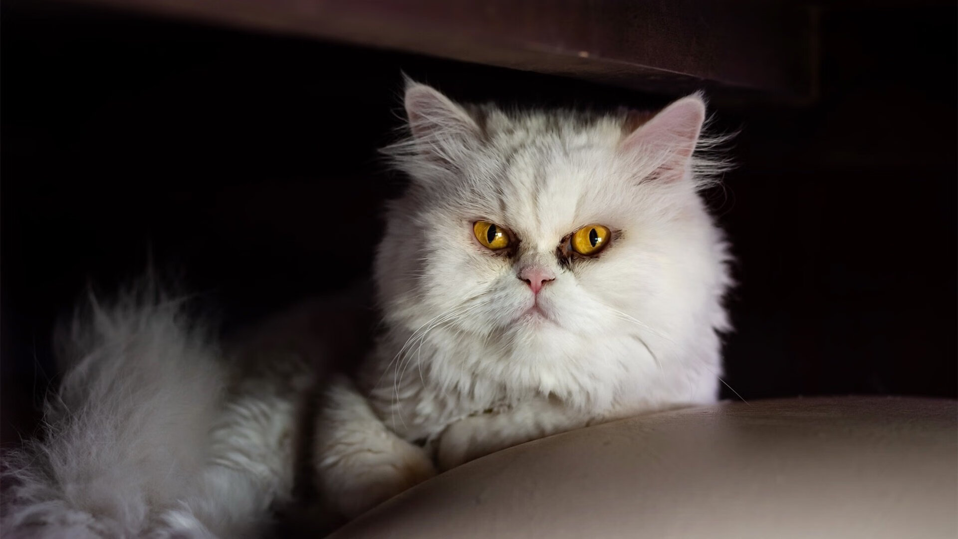 开云官方网站-乒乓球战术组合模型实现智能分析匹配，乒乓球组合技术