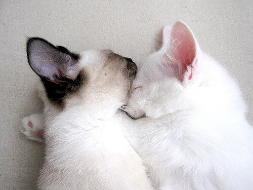 电竞青训体系逐步完善助力职业发展，电竞青训是啥意思